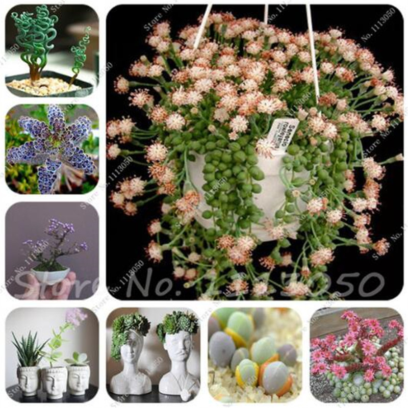 100 Pcs Mixed Succulent Seeds Bonsai Cactus Plant of Home Garden Decoration Flowers Seeds Rare Sempervivum orquideas para planta
100 Pcs Mixed Succulent Seeds Bonsai Cactus Plant of Home Garden Decoration Flowers Seeds Rare Sempervivum orquideas para planta
