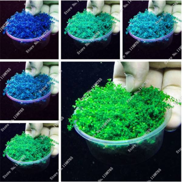 200 Pcs / Bag Mixed Aquarium Grass Seeds Water Grasses Aquatic Plant Grass Seeds Indoor Beautifying Plant For Diy Home & Garden
200 Pcs / Bag Mixed Aquarium Grass Seeds Water Grasses Aquatic Plant Grass Seeds Indoor Beautifying Plant For Diy Home & Garden