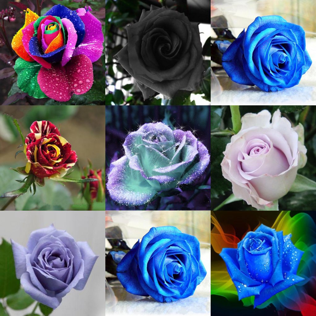 New 10 Colors Rose Flower Seeds 100 Seeds Per Package Flower Seeds For Home Garden Plants, White
New 10 Colors Rose Flower Seeds 100 Seeds Per Package Flower Seeds For Home Garden Plants, White