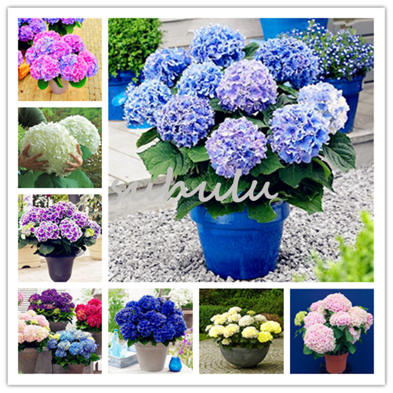 20 Pcs/Bag Mixed Hydrangea Seed,Hydrangea Flower,Beautiful China Hydrangea,Flower Seeds,Natural Growth For Home Garden Planting
20 Pcs/Bag Mixed Hydrangea Seed,Hydrangea Flower,Beautiful China Hydrangea,Flower Seeds,Natural Growth For Home Garden Planting