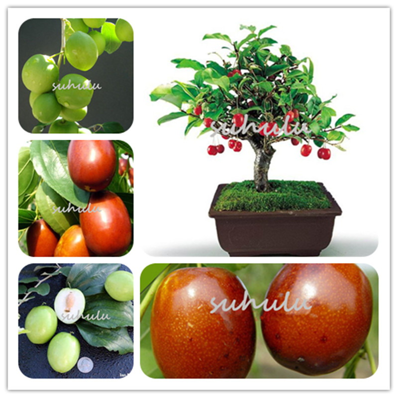 10 Pcs/Bag Ziziphus Jujube Seeds Very Sweet Healthy Organic Red Jujube Seeds Plant Bonsai Fruit Seeds For Kids Diy Home Garden Plant
10 Pcs/Bag Ziziphus Jujube Seeds Very Sweet Healthy Organic Red Jujube Seeds Plant Bonsai Fruit Seeds For Kids Diy Home Garden Plant