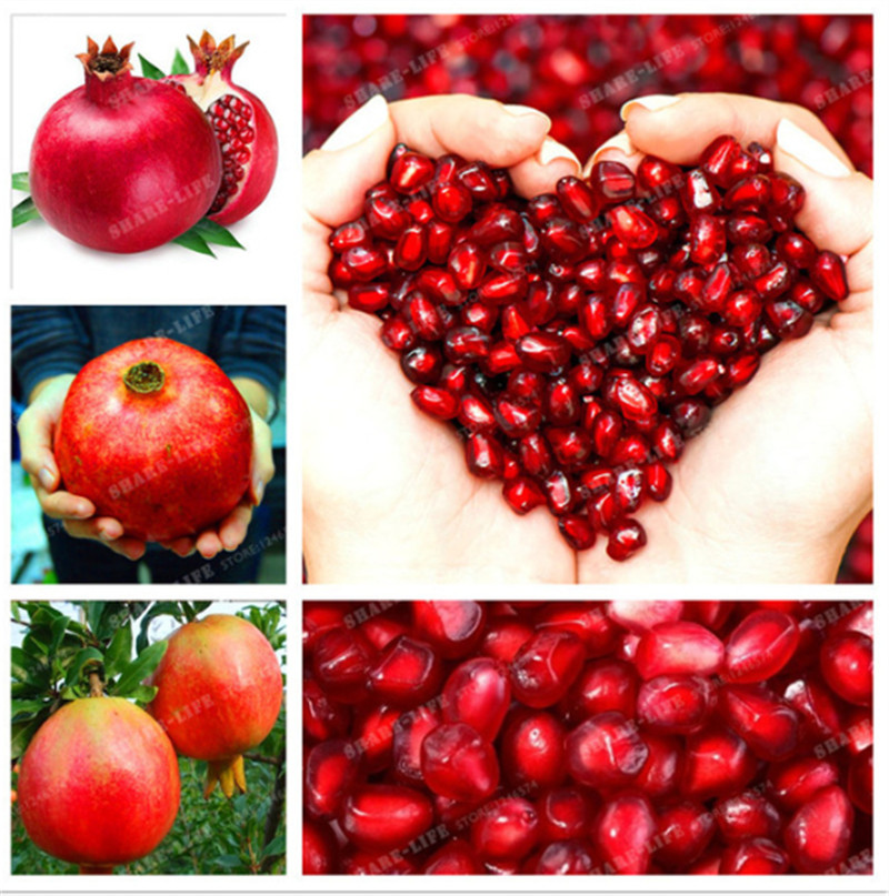 Organic 20 Pcs Turkey Giant Pomegranate Seeds Punica Granatum Shrub Fruit Tree Rare Pomegranate For Home Garden Plant
Organic 20 Pcs Turkey Giant Pomegranate Seeds Punica Granatum Shrub Fruit Tree Rare Pomegranate For Home Garden Plant
