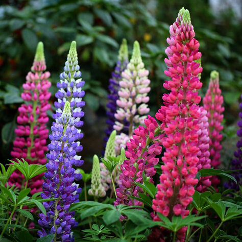 1 Original Pack 15 Seeds Lupine, Garden Bonsai Plants flower seed best variety for flowering
1 Original Pack 15 Seeds Lupine, Garden Bonsai Plants flower seed best variety for flowering