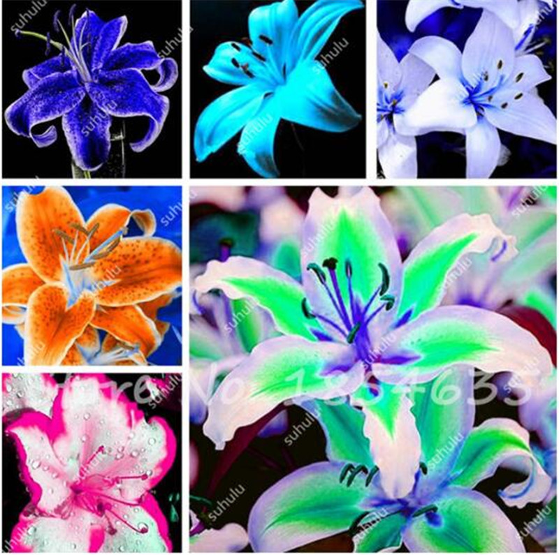 Plants Potted Lily Flower Seeds Flower Seed Lily Perfume Purify Indoor Bonsai Air Ornamental Plants for Home Garden-100 Pcs
Plants Potted Lily Flower Seeds Flower Seed Lily Perfume Purify Indoor Bonsai Air Ornamental Plants for Home Garden-100 Pcs