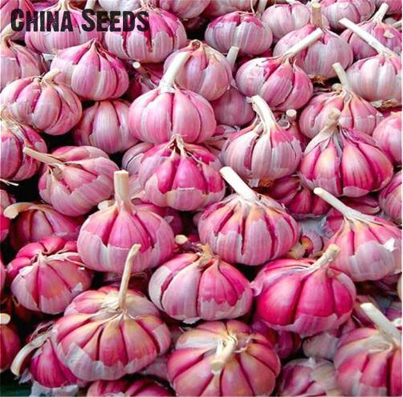 100 pcs Garlic Seeds Red And Healthy Bonsai Seeds Diy Plant Rare Onion Garlics Vegetable Seeds Very Easy Grow For Home & Garden
100 pcs Garlic Seeds Red And Healthy Bonsai Seeds Diy Plant Rare Onion Garlics Vegetable Seeds Very Easy Grow For Home & Garden
