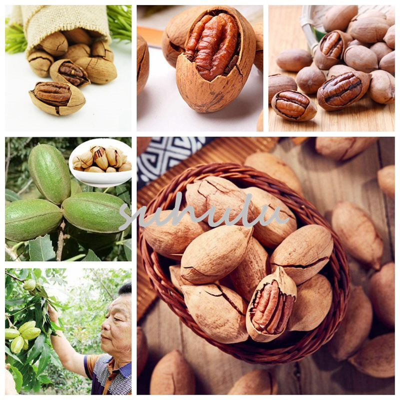 Pecan Seeds Carya Illinoinensis Nut Seeds Rare Outdoor Fruit Tree Subtropical Plant Seeds For Home Garden 2pcs/Bag
Pecan Seeds Carya Illinoinensis Nut Seeds Rare Outdoor Fruit Tree Subtropical Plant Seeds For Home Garden 2pcs/Bag