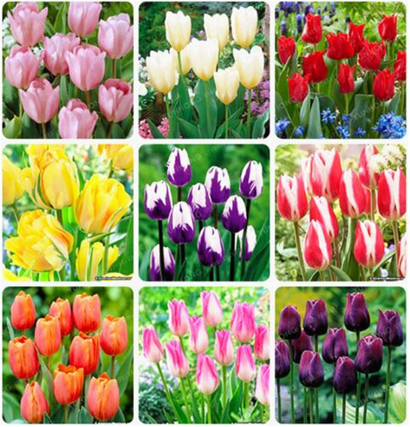 Perfume Tulip Seeds High-Grade Flower Bonsai Seeds Most Beautiful And Colorful Tulip Plants Perennial Home Garden 100 pcs
Perfume Tulip Seeds High-Grade Flower Bonsai Seeds Most Beautiful And Colorful Tulip Plants Perennial Home Garden 100 pcs