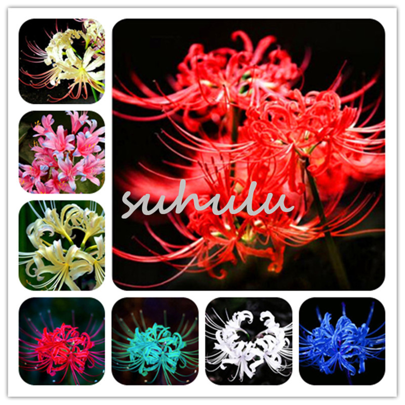 Hot Selling Rare 10 Colors Available Lycoris Seeds Potted Plant Seed Lycoris Radiata Gardening Beautiful Flower Seeds 100 Pcs Free Shipping
Hot Selling Rare 10 Colors Available Lycoris Seeds Potted Plant Seed Lycoris Radiata Gardening Beautiful Flower Seeds 100 Pcs Free Shipping