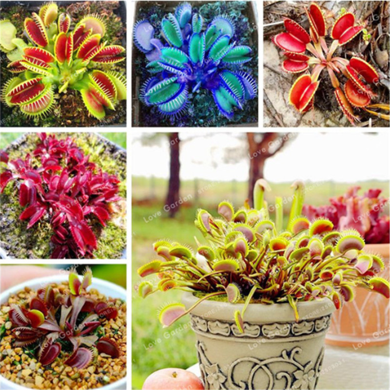 100 Pcs Dionaea Muscipula Plant Seeds Rrae Insectivorous Plant Terrace Garden Carnivorous Plant Flytrap So Interesting
100 Pcs Dionaea Muscipula Plant Seeds Rrae Insectivorous Plant Terrace Garden Carnivorous Plant Flytrap So Interesting