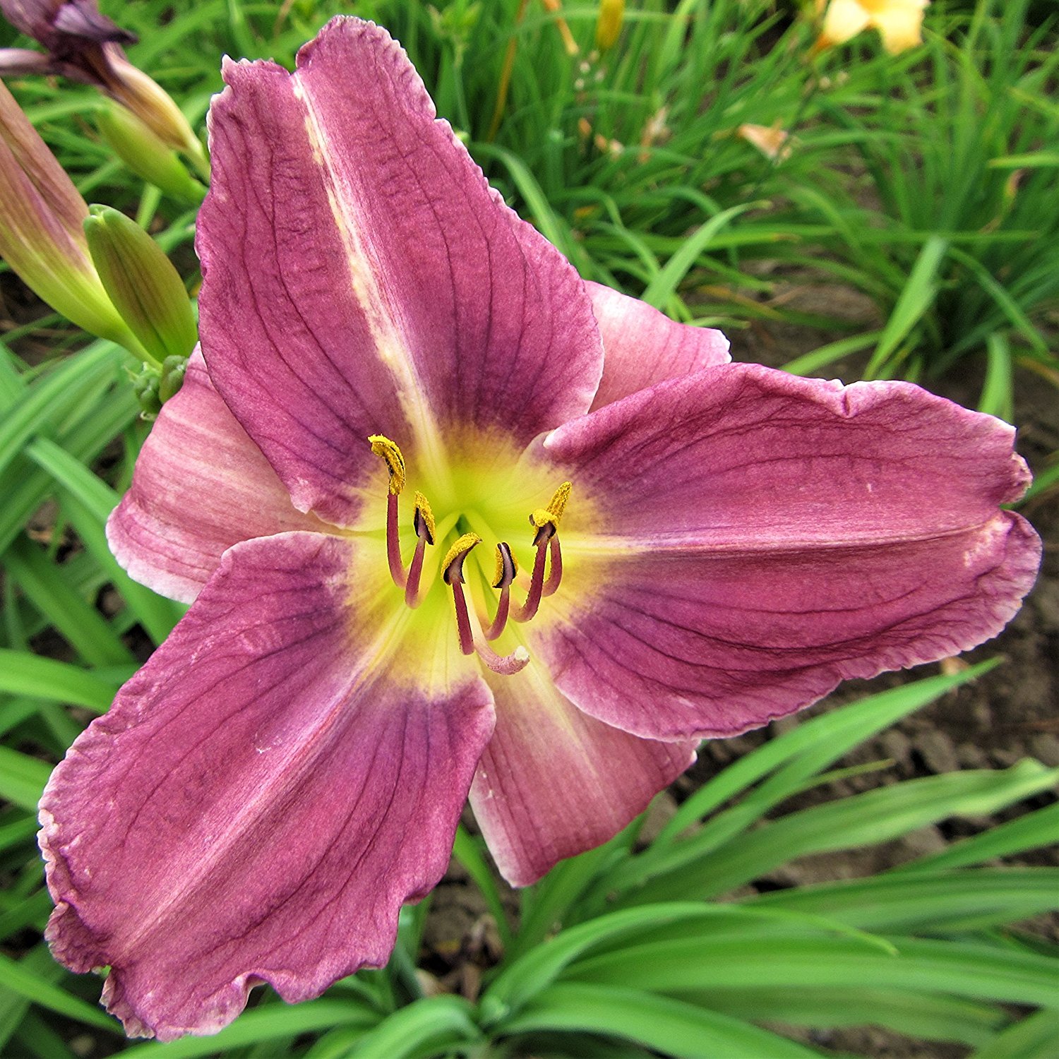 Purple Daylily Prairie Blue Eyes - 1 Healthy Bare Root Hemerocallis Plant - 2/3 Fans | Ships from Easy to Grow
Purple Daylily Prairie Blue Eyes - 1 Healthy Bare Root Hemerocallis Plant - 2/3 Fans | Ships from Easy to Grow