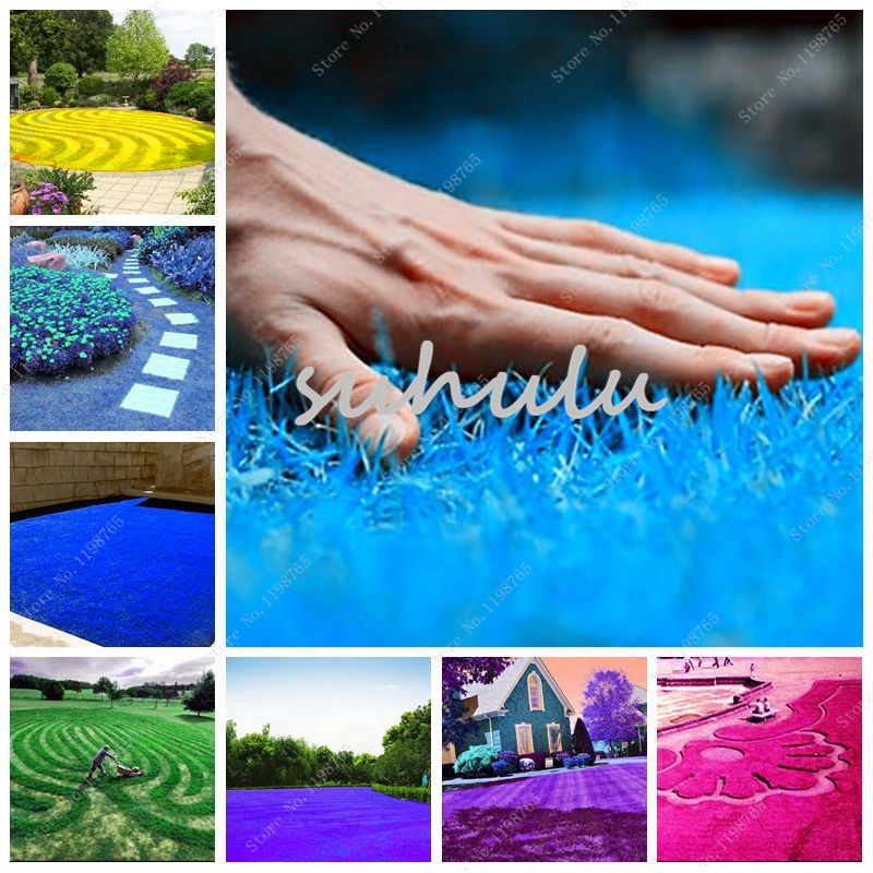 Rainbow Lawn Seeds 1000 Pcs Soccer Fields Villa High-Grade Turf Grass Seeds Soft Runner Turfgrass For Garden Plant Loss Promotion
Rainbow Lawn Seeds 1000 Pcs Soccer Fields Villa High-Grade Turf Grass Seeds Soft Runner Turfgrass For Garden Plant Loss Promotion