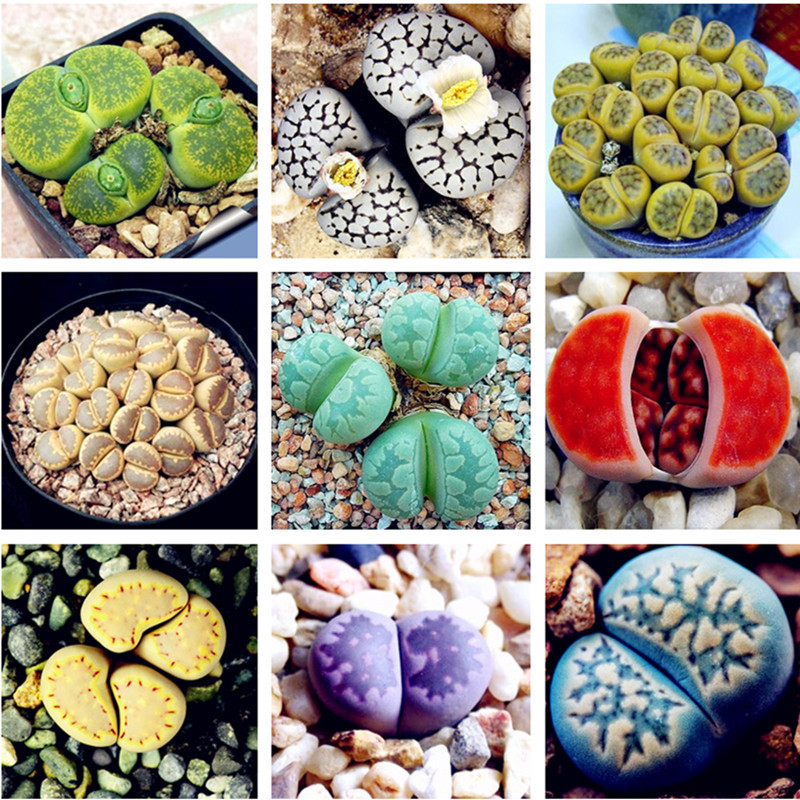 100 Rare Mix Lithops Seeds Living Stones Succulent Cactus Organic Garden Bulk Seed,bonsai seeds for indoor succulent plants
100 Rare Mix Lithops Seeds Living Stones Succulent Cactus Organic Garden Bulk Seed,bonsai seeds for indoor succulent plants