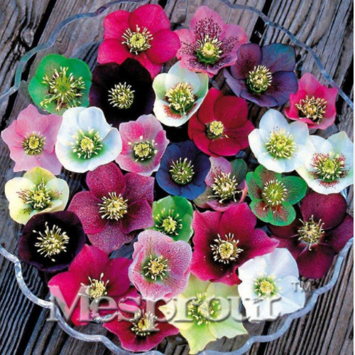 Novelty Plant,Colorful Hellebore (Christmas Rose)Helleborus Niger Flower Seed,Bonsai Flower Plant For Home Courtyard 100 Pcs
Novelty Plant,Colorful Hellebore (Christmas Rose)Helleborus Niger Flower Seed,Bonsai Flower Plant For Home Courtyard 100 Pcs