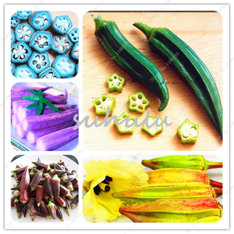 100 Pcs/Bag Okra Seeds,Okra Planting,Organic Heirloom Delicious Healthy Vegetable Fruit Seeds,Sweet For Cooking ,Plant For Home Garden
100 Pcs/Bag Okra Seeds,Okra Planting,Organic Heirloom Delicious Healthy Vegetable Fruit Seeds,Sweet For Cooking ,Plant For Home Garden