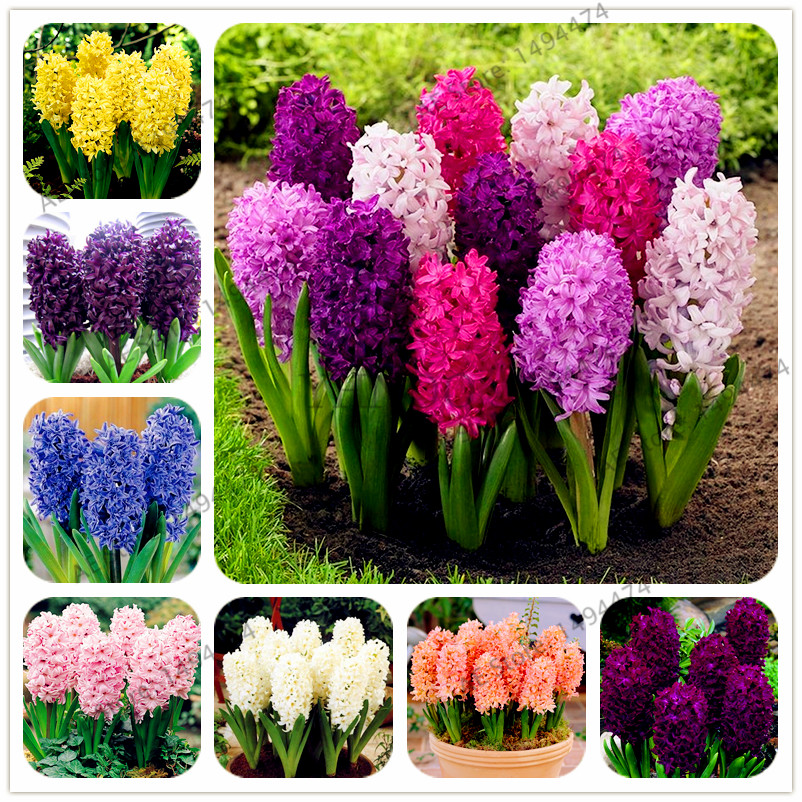 100 Pcs/bag Hyacinth Seeds Perennial Rare Beautiful Flower Seeds (Not Hyacinth Bulb) Holland Hydroponic Flower For Home And Garden от DHgate WW