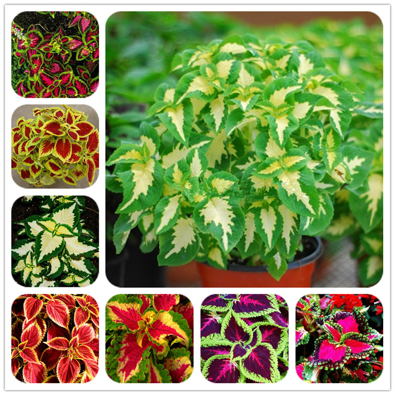 100 pcs Janpanse Bonsai Rare Coleus Seeds Flower Seeds Beautiful Foliage Plants Perfect Color Rainbow Dragon Seeds Easy To Grow
100 pcs Janpanse Bonsai Rare Coleus Seeds Flower Seeds Beautiful Foliage Plants Perfect Color Rainbow Dragon Seeds Easy To Grow