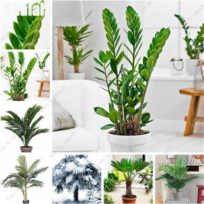 10 Pcs Bonsai Palm Seeds Perennial Flower Seeds Indoor & Outdoor Plants High Quality Potted Plants DIY Home Garden Household
10 Pcs Bonsai Palm Seeds Perennial Flower Seeds Indoor & Outdoor Plants High Quality Potted Plants DIY Home Garden Household