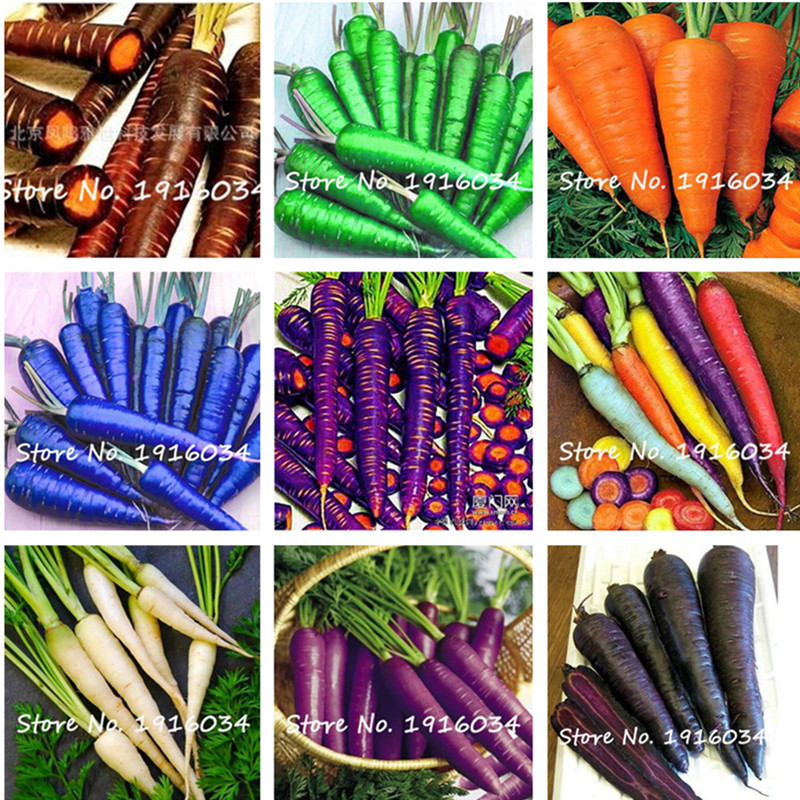 50 Seeds/pack Carrot Seed Blue Yellow Radish Seeds Vegetables Plants Garden Men Loseweight Health Fruit And Vegetable Food Seed
50 Seeds/pack Carrot Seed Blue Yellow Radish Seeds Vegetables Plants Garden Men Loseweight Health Fruit And Vegetable Food Seed