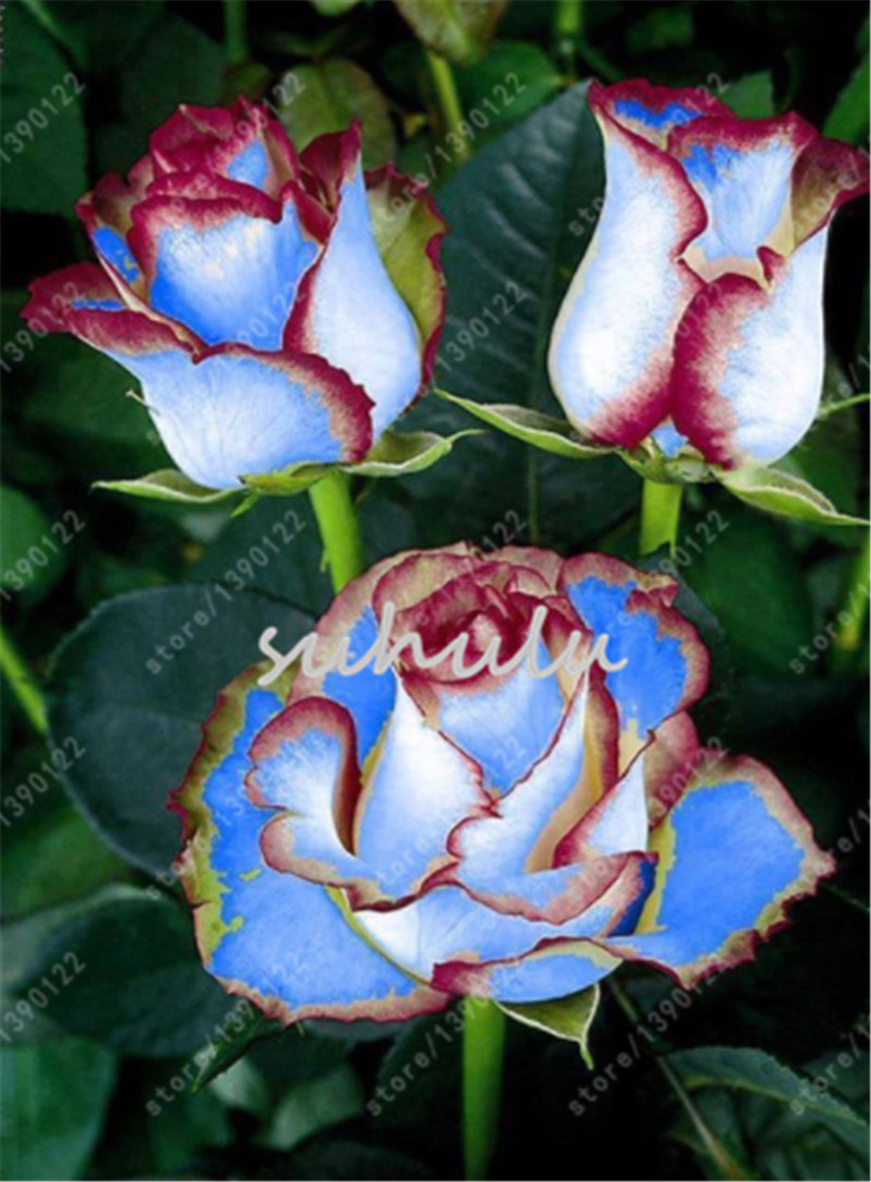 200 pcs/bag rose seeds Double Delight Hybrid Tea Rose bonsai flower seeds beautiful perennial rose petals for home garden plant
200 pcs/bag rose seeds Double Delight Hybrid Tea Rose bonsai flower seeds beautiful perennial rose petals for home garden plant
