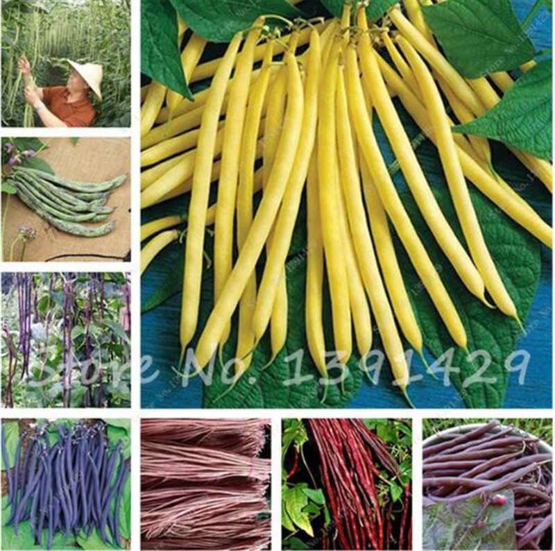 Free Shipping 10 pcs/bag Multi Color Bean Seeds Long Bean Seeds, Healthy Vegetable Seeds,Natural growth For Home Garden
Free Shipping 10 pcs/bag Multi Color Bean Seeds Long Bean Seeds, Healthy Vegetable Seeds,Natural growth For Home Garden