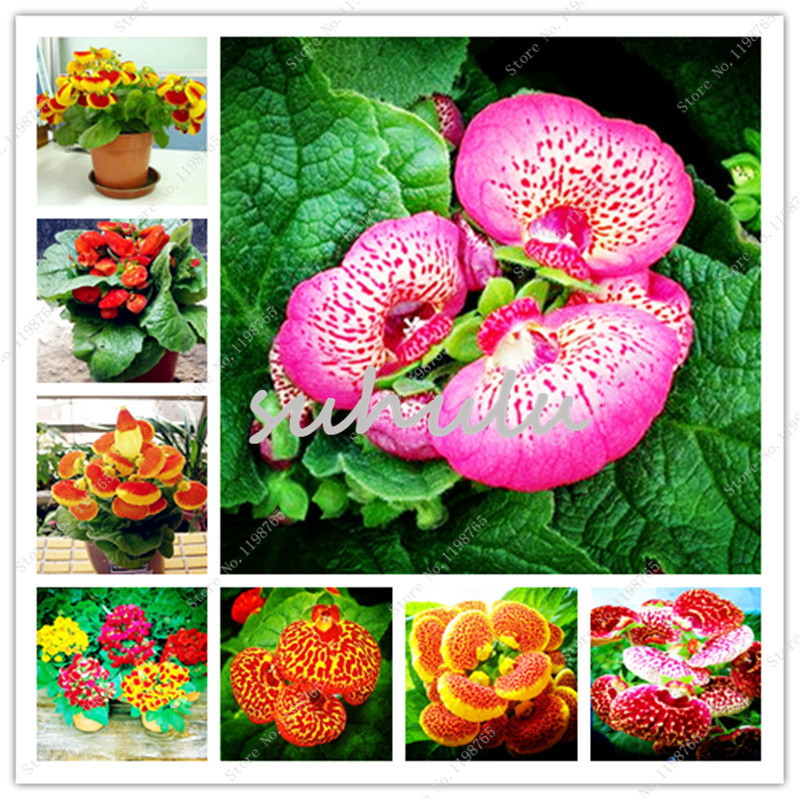World Rare Calceolaria seeds Slipper Flower Indoor Pocketbook Plant Bonsai Flower Seeds/Garden Herbeohybrida Fascination Mix Color 50pcs/bag
World Rare Calceolaria seeds Slipper Flower Indoor Pocketbook Plant Bonsai Flower Seeds/Garden Herbeohybrida Fascination Mix Color 50pcs/bag