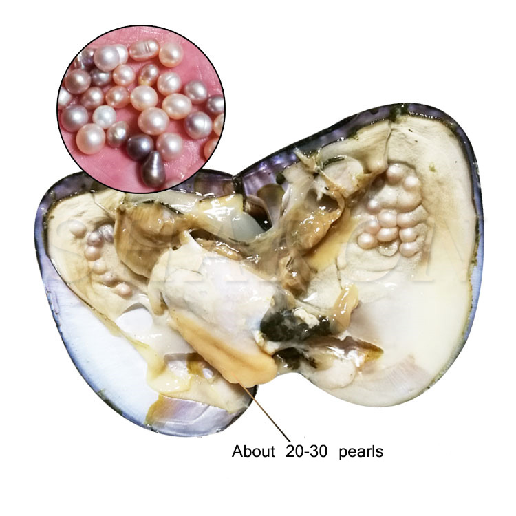 2018 Wholesale Big Oyster Pearl Five years aquaculture 20-30 pcs pearls Individually Vacuum Packed Cultured Fresh Oyster Pearl Farm Supply от DHgate WW