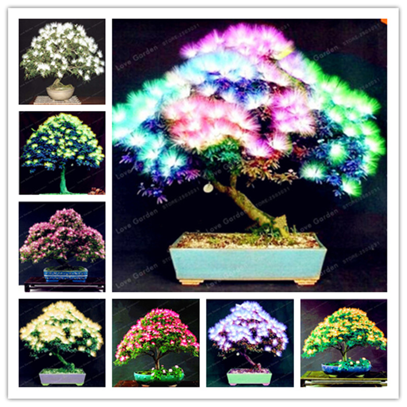 Free Shipping Bonsai Albizzia Seeds 20 Pcs/bag Mixed Heirloom Flower Seeds Acacia Tree Shrub Potted Plant Gorgeous Fragrant Flower
Free Shipping Bonsai Albizzia Seeds 20 Pcs/bag Mixed Heirloom Flower Seeds Acacia Tree Shrub Potted Plant Gorgeous Fragrant Flower