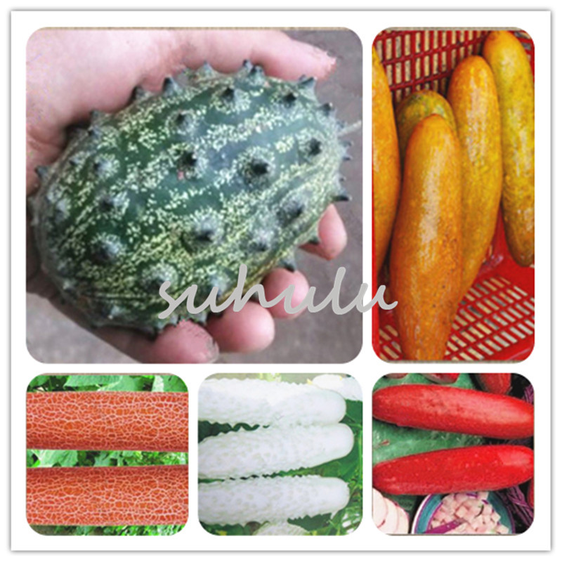 100 pcs/bag japanese mini cucumber seeds Inorganic fruit,vegetable seeds,taste good quality Family garden plant Free Delivery
100 pcs/bag japanese mini cucumber seeds Inorganic fruit,vegetable seeds,taste good quality Family garden plant Free Delivery