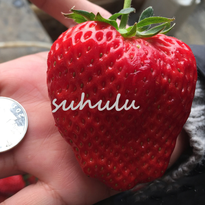 300 Pcs Red Climbing Strawberry Tree Seeds Exotic So Big Red Strawberry Seed Fruit Seeds For Garden Bonsai Farmer Indoor Plants So Sweet
300 Pcs Red Climbing Strawberry Tree Seeds Exotic So Big Red Strawberry Seed Fruit Seeds For Garden Bonsai Farmer Indoor Plants So Sweet