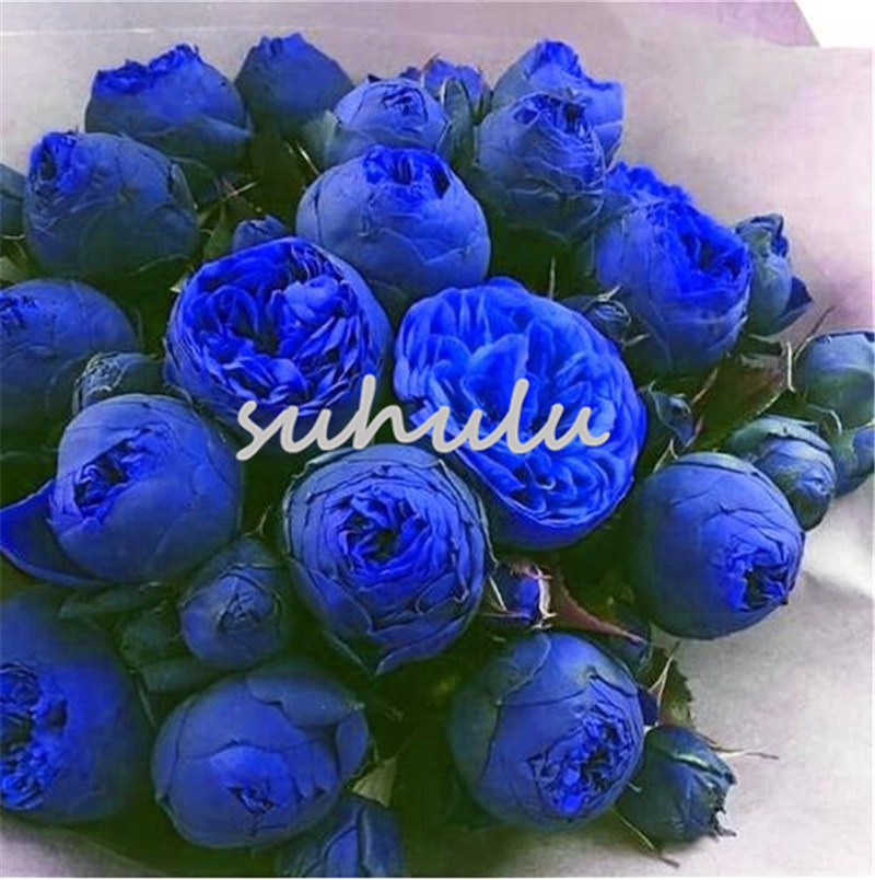 10 Pcs Bonsai Rare Chinese Peony Seeds Plant Of Greenery And Flowers Terrace Courtyard Garden Paeonia Suffruticosa Seeds Beauty Your Garden
10 Pcs Bonsai Rare Chinese Peony Seeds Plant Of Greenery And Flowers Terrace Courtyard Garden Paeonia Suffruticosa Seeds Beauty Your Garden