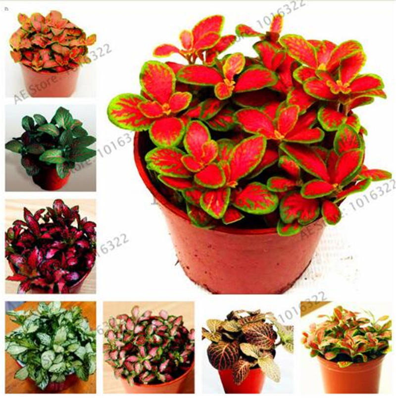 100 pcs/bag Fittonia Verschaffeltii Seeds, Easy Planting Balcony Fun Indoor Potted Flowers Seeds DIY Home Garden Flower от DHgate WW