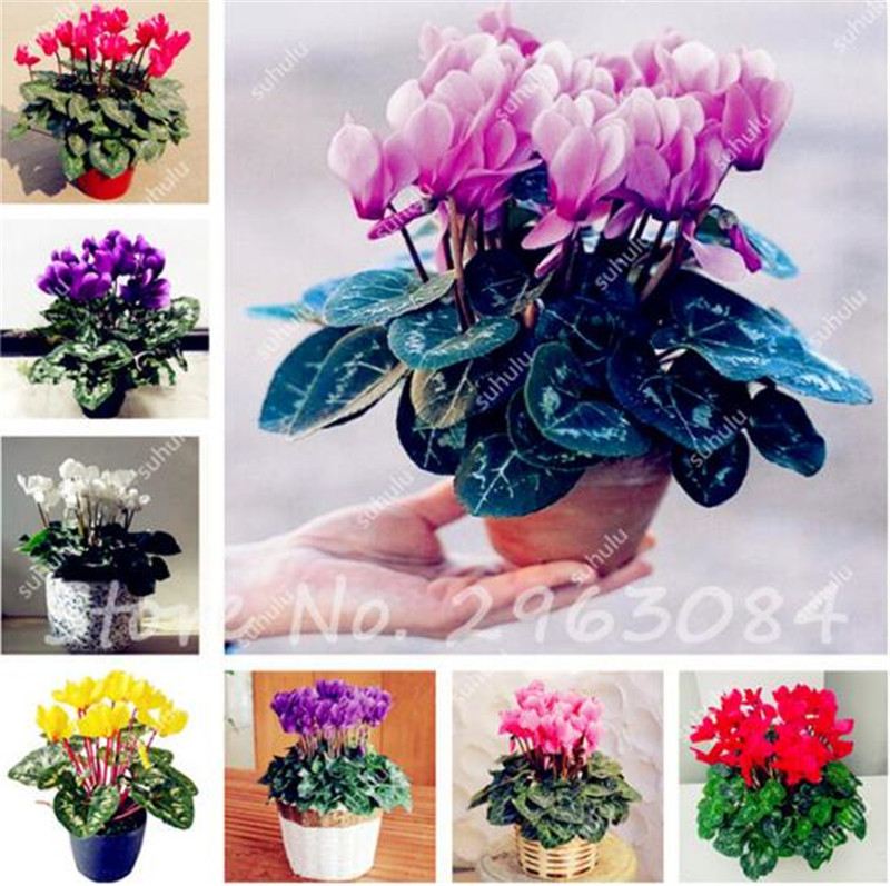 100 Pcs Cyclamen Seeds, Indoor Potted Plants Seed, Perennial Flowering Plants Cyclamen Flower Seeds For Balcony Garden Bonsai
100 Pcs Cyclamen Seeds, Indoor Potted Plants Seed, Perennial Flowering Plants Cyclamen Flower Seeds For Balcony Garden Bonsai