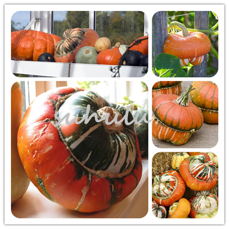 Rare Turban Gourd Seeds Can Edible Vegetable Fruit Seeds Edible Pumpkin Good for Cooking Exotic Pumpkin Seeds 20 Pcs/lot Best Gift For Wife
Rare Turban Gourd Seeds Can Edible Vegetable Fruit Seeds Edible Pumpkin Good for Cooking Exotic Pumpkin Seeds 20 Pcs/lot Best Gift For Wife
