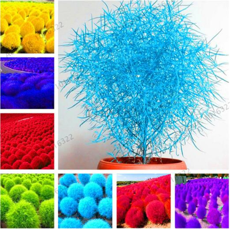 200 pcs/bag kochia scoparia,burning bush kochia scoparia,grass seeds,flower seeds,outdoor plant for home garden planting
200 pcs/bag kochia scoparia,burning bush kochia scoparia,grass seeds,flower seeds,outdoor plant for home garden planting