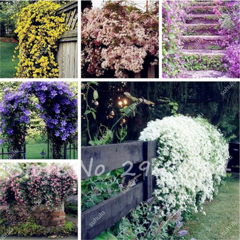 100 Pcs/bag Rare Climbing Jasmine Flower Seeds Color Jasmine Seeds Fragrant Plant Arabian Jasmine Seed Bonsai Plant Home Garden
100 Pcs/bag Rare Climbing Jasmine Flower Seeds Color Jasmine Seeds Fragrant Plant Arabian Jasmine Seed Bonsai Plant Home Garden