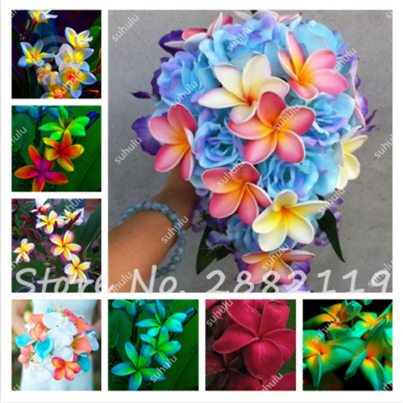 100 Pcs/bag Home Garden Frangipani Seeds Rare Egg Flower Seeds For Halloween Party Decoration Garden Houseplants Seed
100 Pcs/bag Home Garden Frangipani Seeds Rare Egg Flower Seeds For Halloween Party Decoration Garden Houseplants Seed