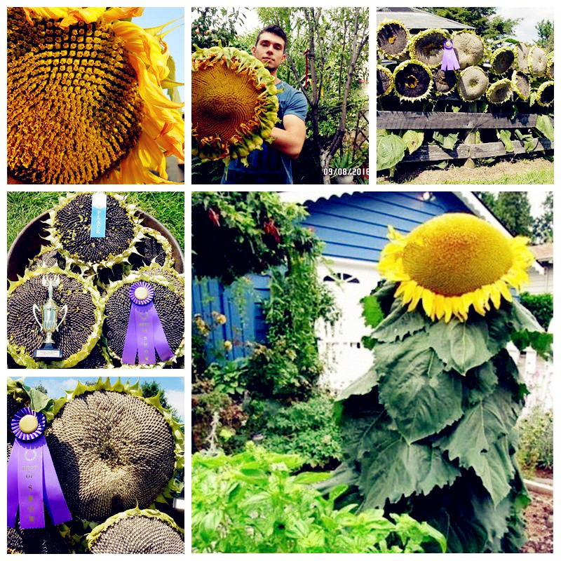 Big Promotion! 100 pcs giant sunflower seeds giant big flower seeds black sunflower russian sunflower seeds for home garden Easy to Grow
Big Promotion! 100 pcs giant sunflower seeds giant big flower seeds black sunflower russian sunflower seeds for home garden Easy to Grow