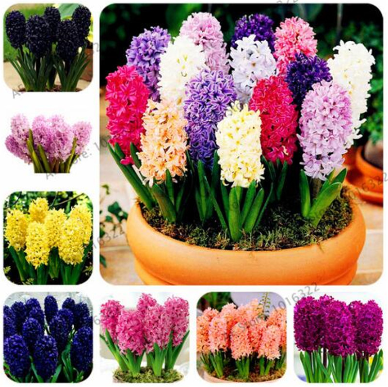 100 pcs/bag Hyacinth seeds bonsai Flower Seeds (not hyacinth bulb) Hydroponic flower So Fragrant Forever Missing outdoor plant
100 pcs/bag Hyacinth seeds bonsai Flower Seeds (not hyacinth bulb) Hydroponic flower So Fragrant Forever Missing outdoor plant