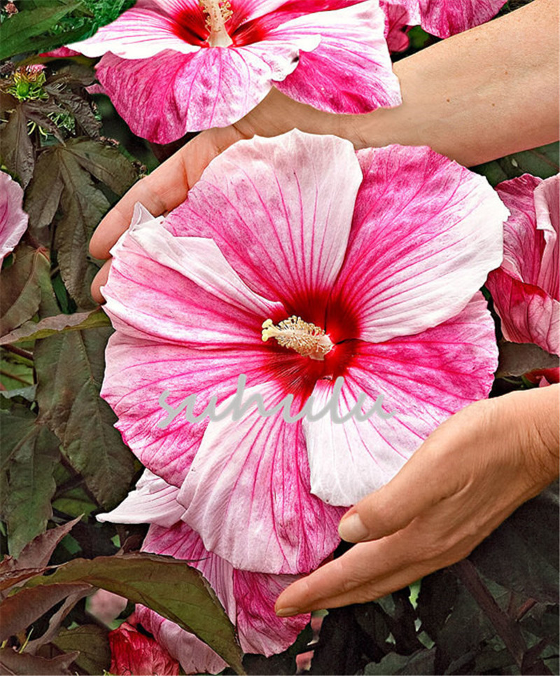 100 Pcs Giant Rainbow Hibiscus Flower Seeds Chinese Diy Plant Beautiful Hibiscus Seeds Best Gift For Your Kids Easy Grow Home Garden Seed
100 Pcs Giant Rainbow Hibiscus Flower Seeds Chinese Diy Plant Beautiful Hibiscus Seeds Best Gift For Your Kids Easy Grow Home Garden Seed