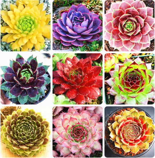 200 Pcs Sempervivum Arachnoideum Seeds Rare Sempervivum Succulent Bonsai Potted Magnoliophyta Plants Fresh Air Diy For Home Garden
200 Pcs Sempervivum Arachnoideum Seeds Rare Sempervivum Succulent Bonsai Potted Magnoliophyta Plants Fresh Air Diy For Home Garden