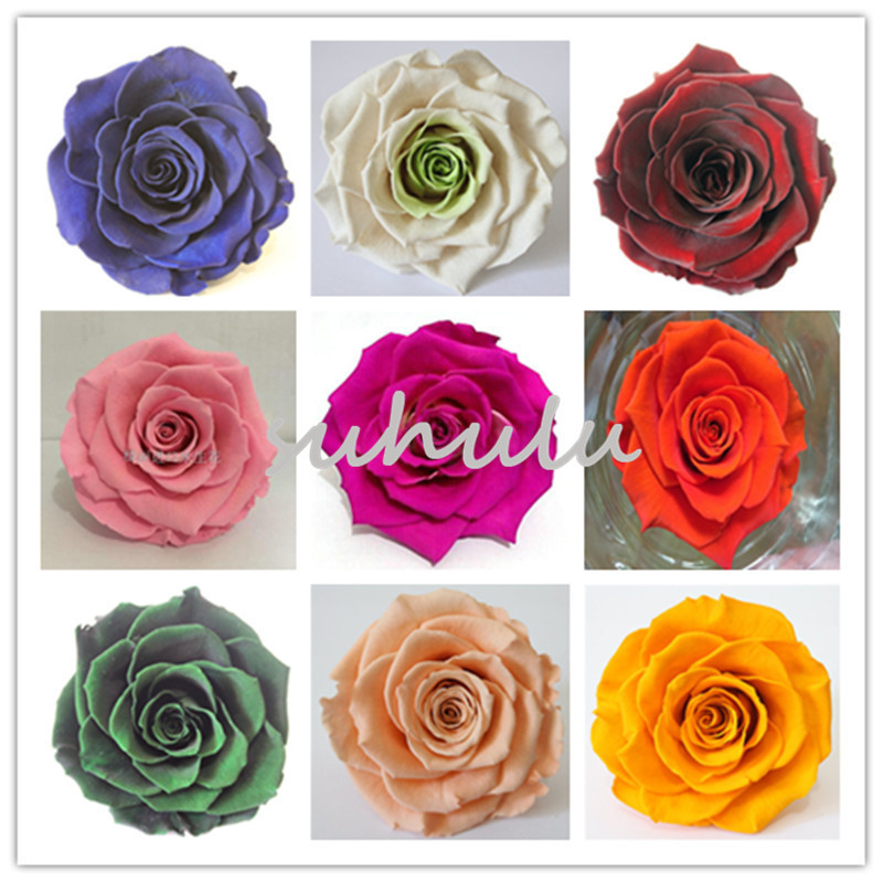 Unique Colorful Rose Seeds Ornamental Plants Rrae Flowers Seeds Balcony Potted Beautiful Flower Seeds Mini Potted Tree For Garden 200 Pcs
Unique Colorful Rose Seeds Ornamental Plants Rrae Flowers Seeds Balcony Potted Beautiful Flower Seeds Mini Potted Tree For Garden 200 Pcs