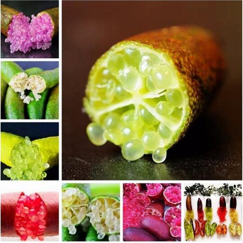 50 Pcs Ice Pink Finger Fruit Lime Seeds Rare Pomegranate Seeds,Bonsai Fruit Seeds,Sweet for Home Garden Plant Balcony Rare Plants
50 Pcs Ice Pink Finger Fruit Lime Seeds Rare Pomegranate Seeds,Bonsai Fruit Seeds,Sweet for Home Garden Plant Balcony Rare Plants