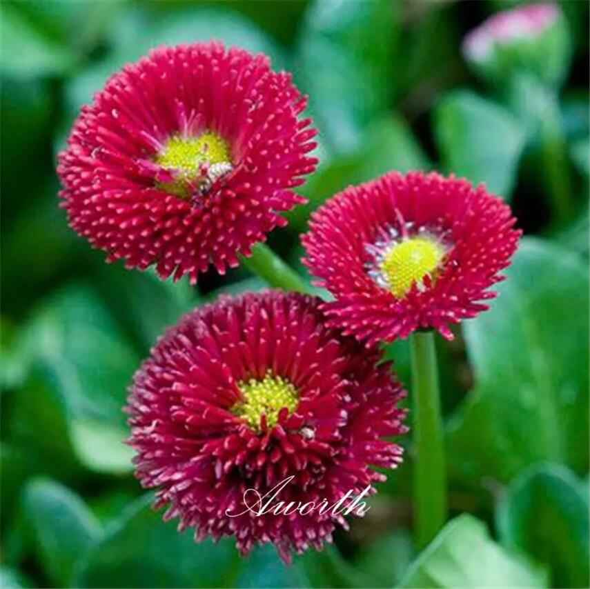 Red English Daisy Bellis Flower Seeds Easy-growing DIY Home Garden Perennial Flowering Plant High Germination Rate Seeds Garden Plants
Red English Daisy Bellis Flower Seeds Easy-growing DIY Home Garden Perennial Flowering Plant High Germination Rate Seeds Garden Plants