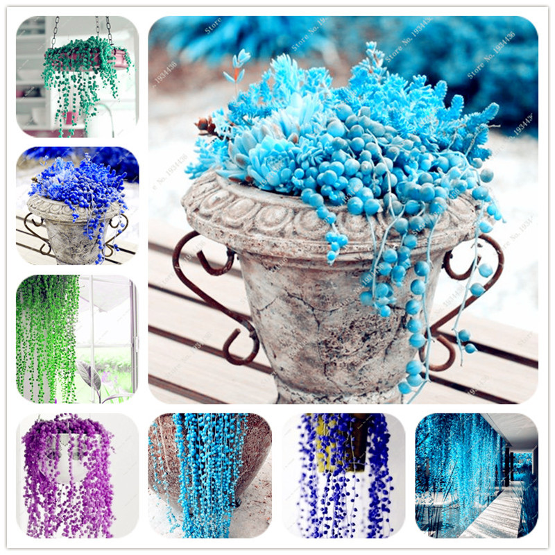 100 Pcs Mixed Pearl Chlorophytum Seeds Hanging Type Potted Of Chlorophytum Flower Plant Indoor Air Purification Garden Succulent
100 Pcs Mixed Pearl Chlorophytum Seeds Hanging Type Potted Of Chlorophytum Flower Plant Indoor Air Purification Garden Succulent