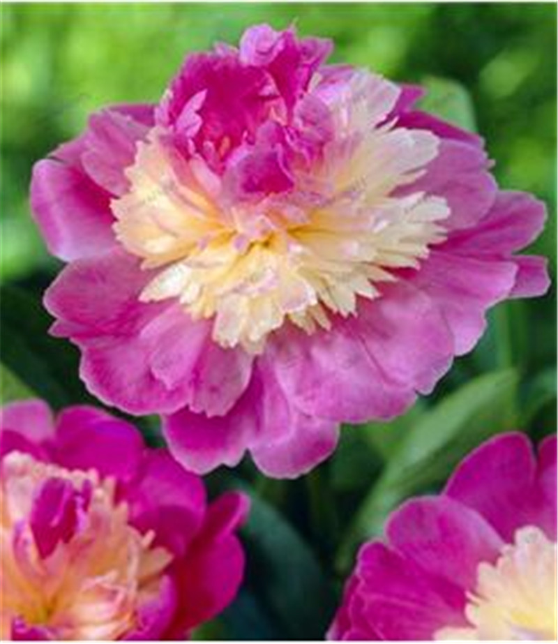 10 pcsbag rare double peony seeds perennial peony flowers home garden plant flower seeds Chinese Paeonia Suffruticosa seeds
10 pcsbag rare double peony seeds perennial peony flowers home garden plant flower seeds Chinese Paeonia Suffruticosa seeds