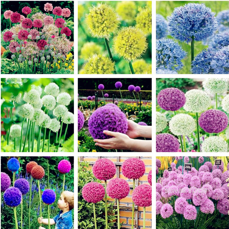 Exotic Onion Seeds Giant Allium Seeds Multicolor Balcony Potted Flowers (White Purple Green) 30 Pcs Ornamental Flower Seeds
Exotic Onion Seeds Giant Allium Seeds Multicolor Balcony Potted Flowers (White Purple Green) 30 Pcs Ornamental Flower Seeds