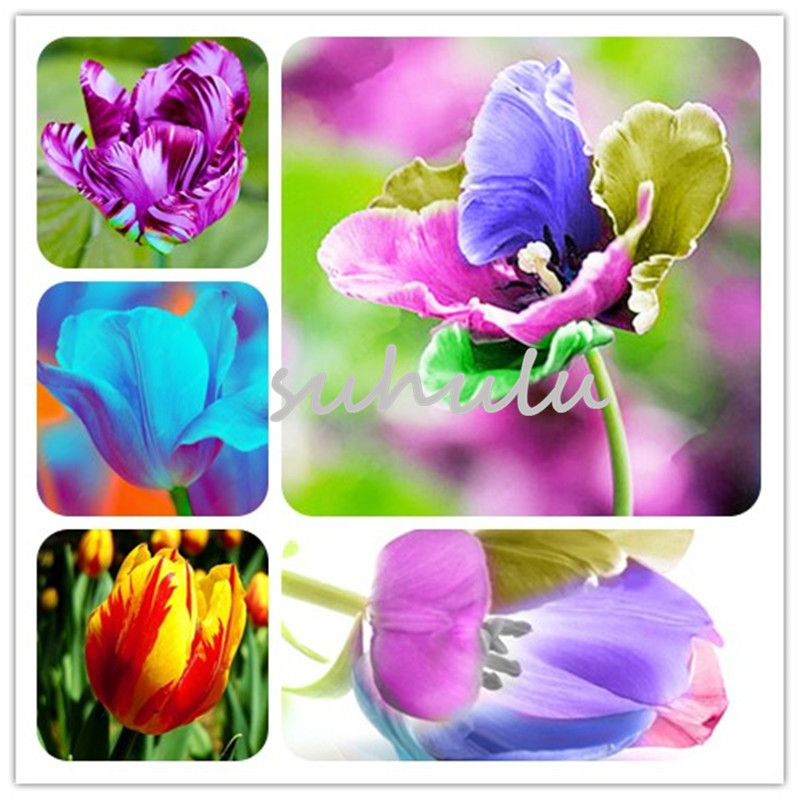 20 PCS Tulip seeds,Tulip agesneriana,aromatic Flower seeds potted plants Most Beautiful Colorful Tulip Plants Perennial Garden
20 PCS Tulip seeds,Tulip agesneriana,aromatic Flower seeds potted plants Most Beautiful Colorful Tulip Plants Perennial Garden