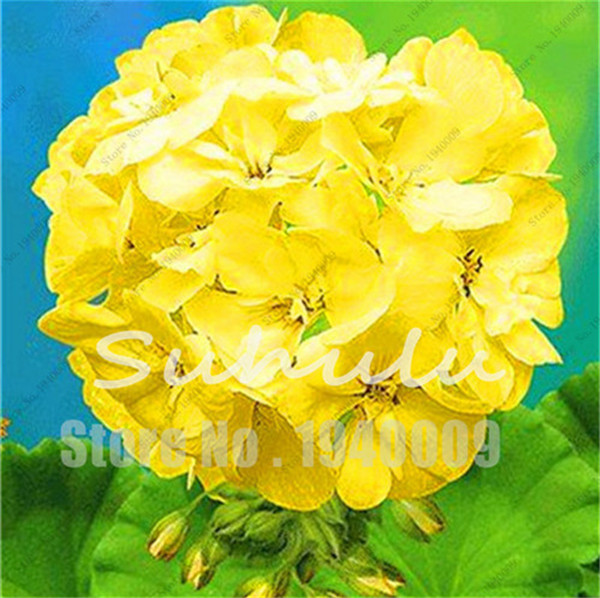 50 Pcs/bag Geranium Seed Potted Flower Seeds Perennial Flower Seeds Pelargonium Peltatum Seeds Indoor Rooms Plant Pot Bonsai
50 Pcs/bag Geranium Seed Potted Flower Seeds Perennial Flower Seeds Pelargonium Peltatum Seeds Indoor Rooms Plant Pot Bonsai