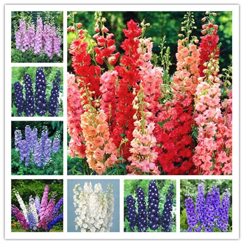 50 Pcs Delphinium Seeds New Mix Packing Flower Giant Consolida Ajacis Garden Flowers Plants Bonsai Tree Semillas
50 Pcs Delphinium Seeds New Mix Packing Flower Giant Consolida Ajacis Garden Flowers Plants Bonsai Tree Semillas