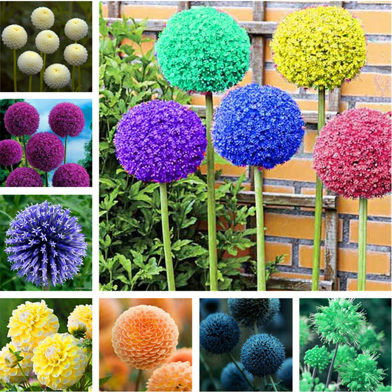 Free Shipping 100 Pcs Rare Color Giant Allium Giganteum Beautiful Flower Seeds Garden Plant The Budding Rate 95% Rare Flower For Kid
Free Shipping 100 Pcs Rare Color Giant Allium Giganteum Beautiful Flower Seeds Garden Plant The Budding Rate 95% Rare Flower For Kid